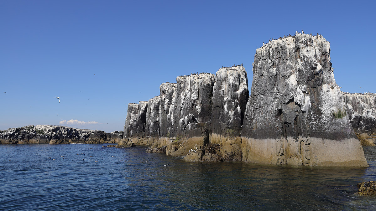 Farne Islands